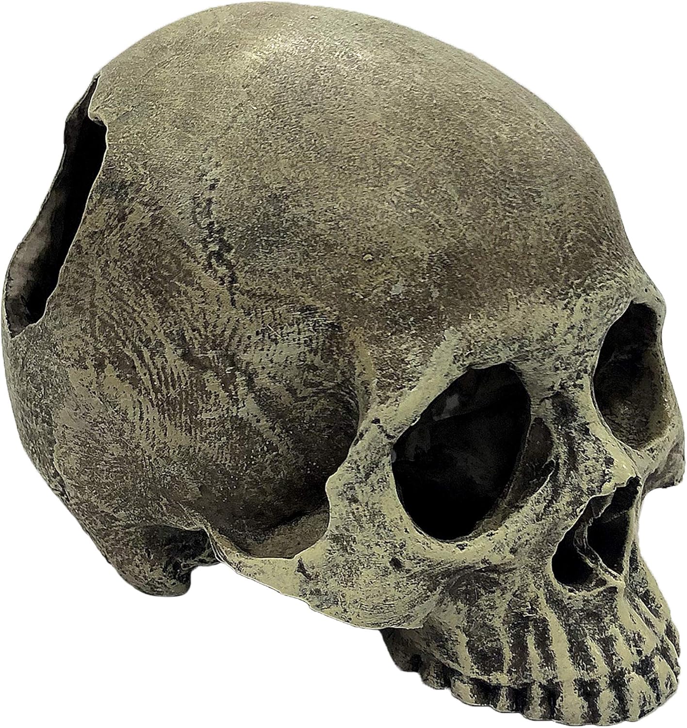 Komodo Human Skull - Image 5
