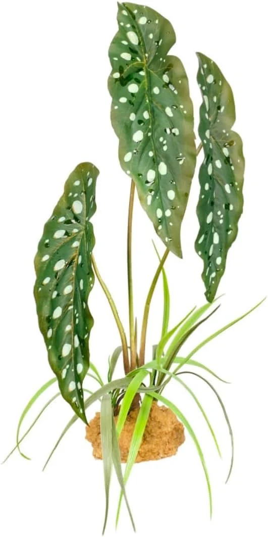 Komodo Standing Plant