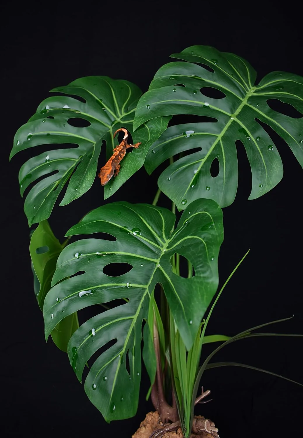 Komodo Standing Plant - Image 3