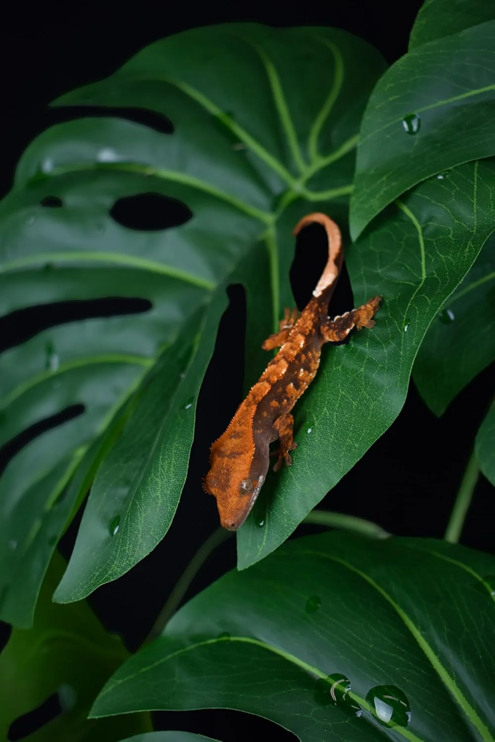 Komodo Standing Plant - Image 4