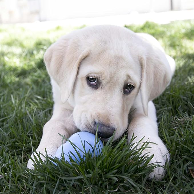 KONG Puppy - Natural Teething Rubber Chew Toy for Dogs - Stuffable Dog Toy for Extended Playtime - Chew & Fetch Toy for Puppies - Image 10
