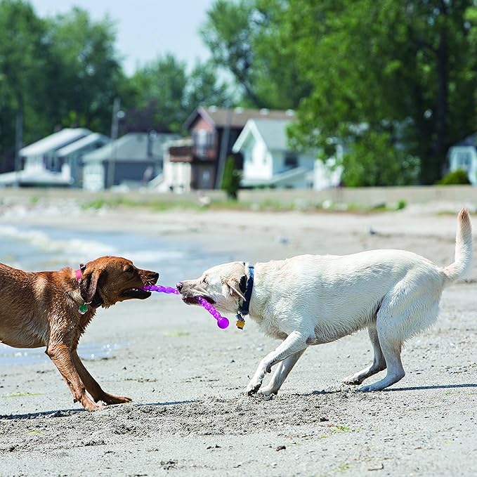 KONG - SafeStix - Strong and Flexible Dog Fetch Toy with Safe, Durable Materials (Assorted Colors) - Image 4