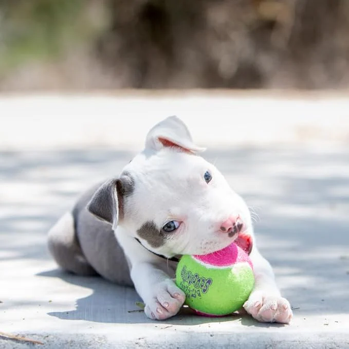 KONG - Squeakair® Birthday Balls - Dog Toy Premium Squeak Tennis Balls, Gentle on Teeth - Image 3
