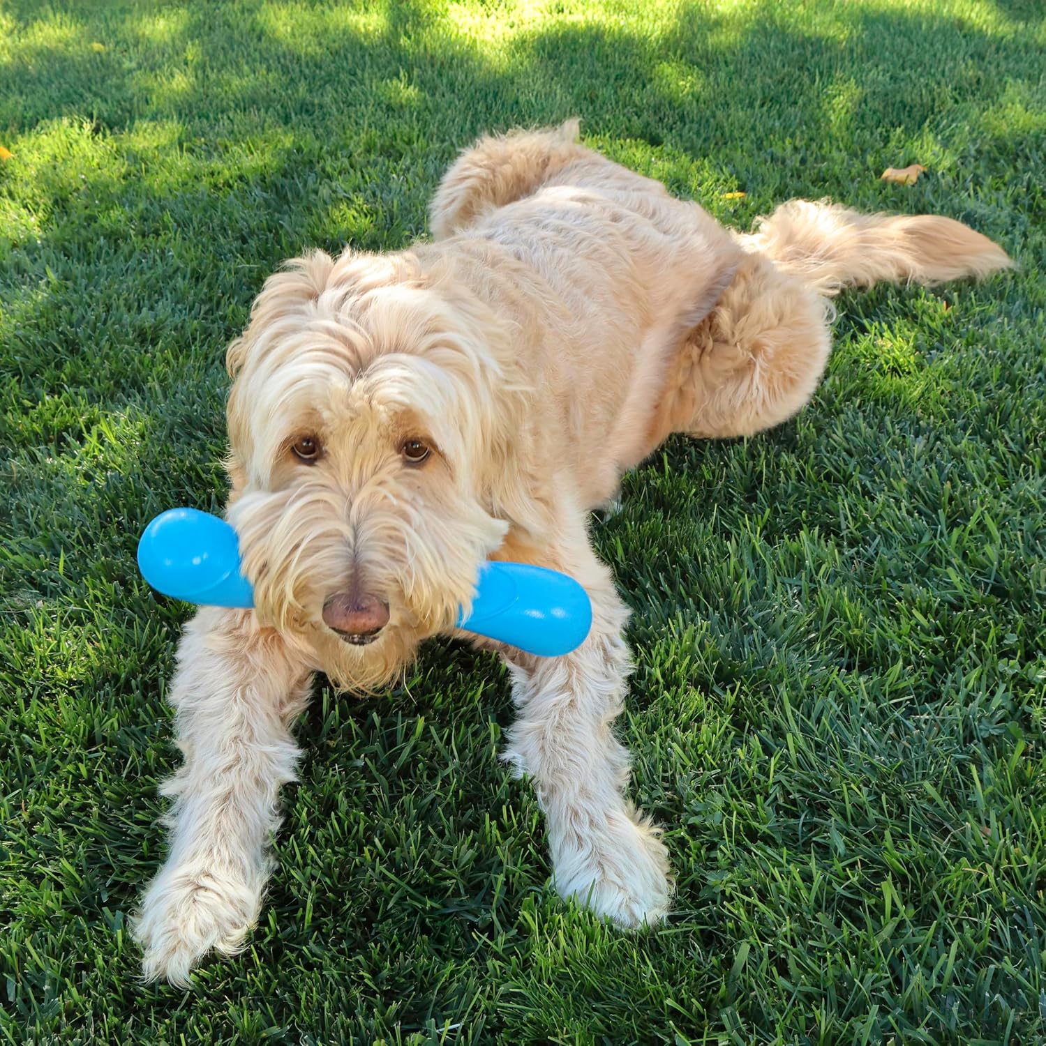 KONG Squeakz Stick Dog Toy – Medium Blue - Image 2