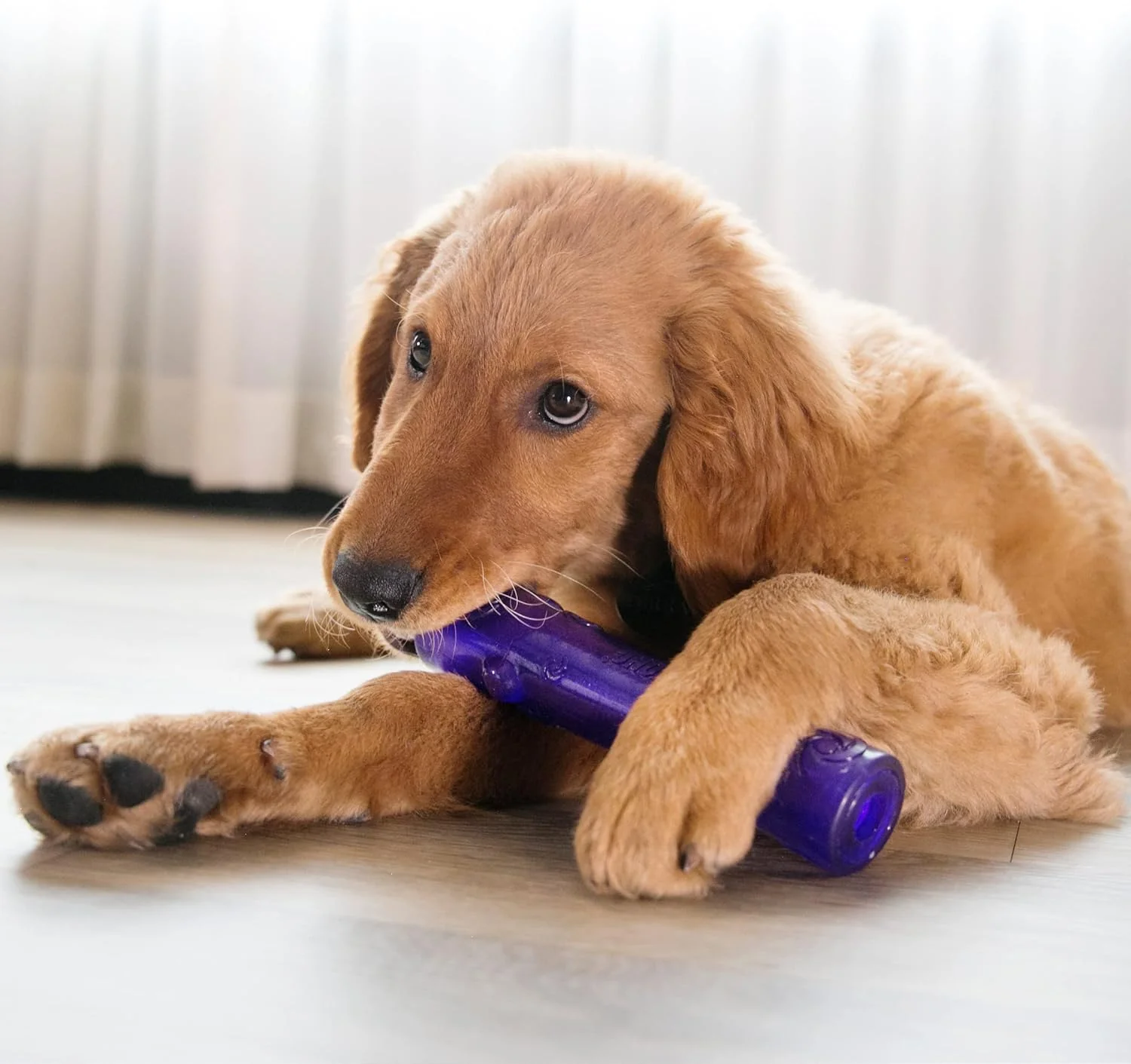 KONG Squeezz Crackle Stick Dog Toy – Large assorted color - Image 2