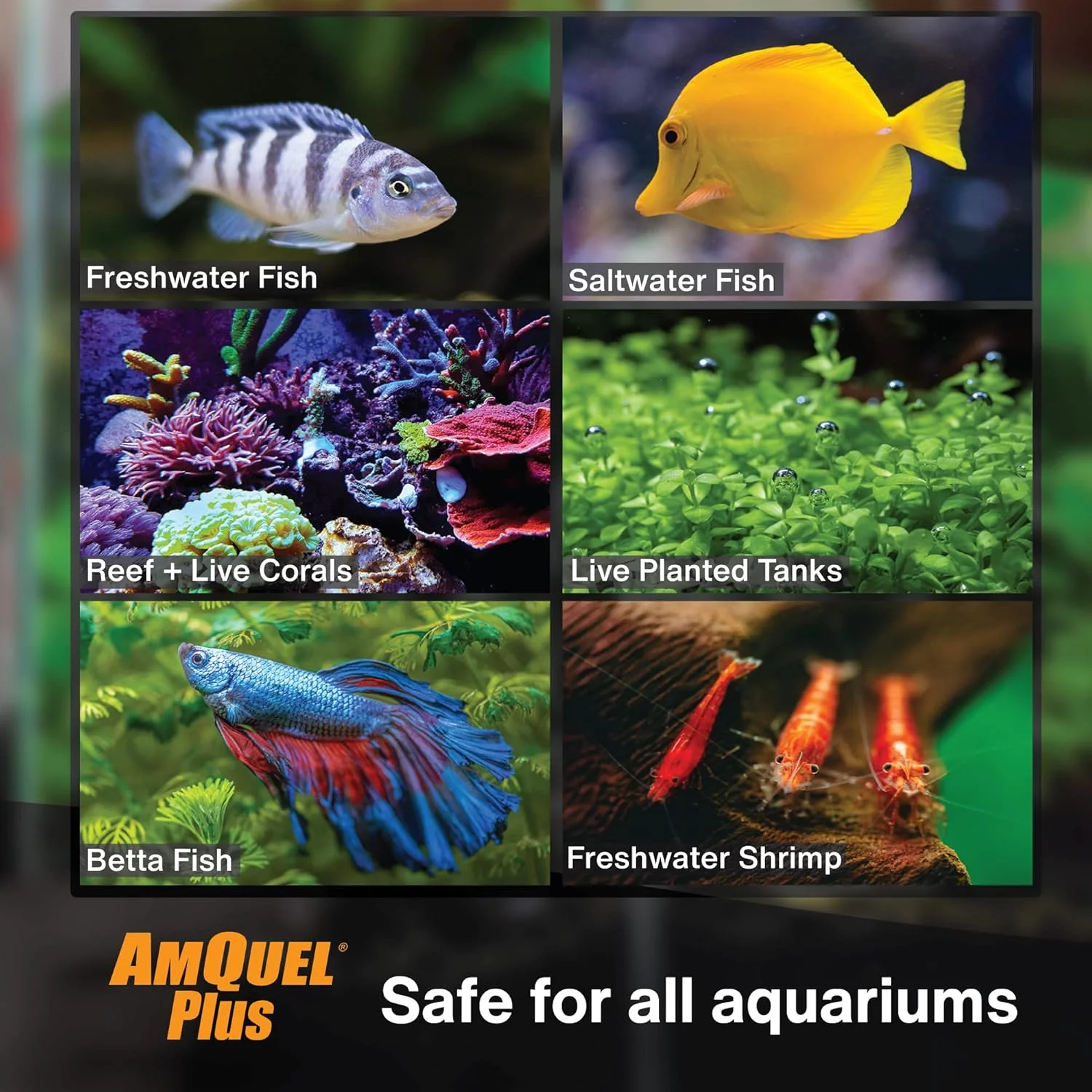 Kordon AmQuel Plus Aquarium Water Conditioner - Instantly Detoxifies Ammonia, Nitrite, Nitrate, and Chlorine Remover for Freshwater & Saltwater Aquariums, 16 Ounces - Image 3