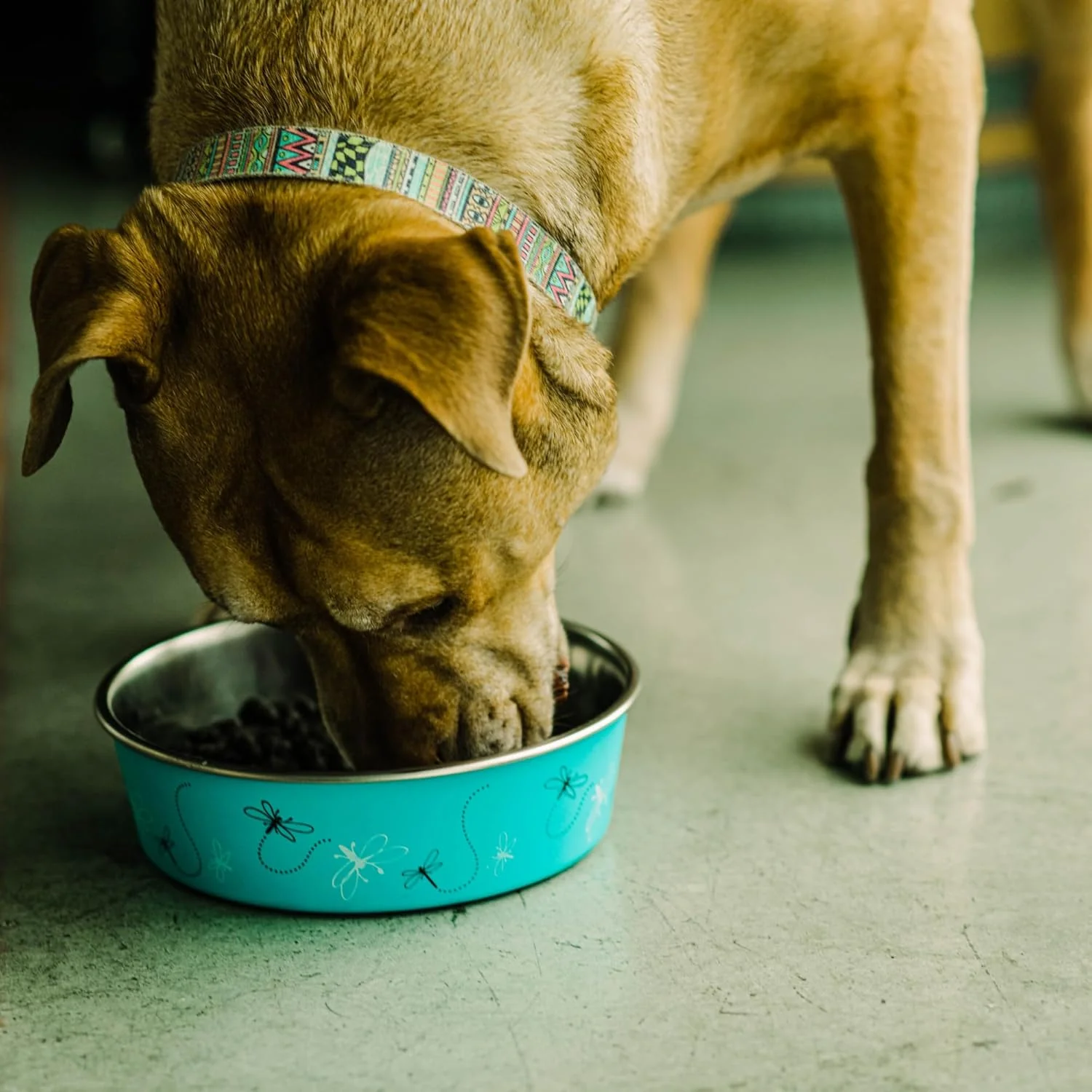 Loving Pets Bella Dog Bowls- Stainless Steel Dog & Cat Bowls - Spill Proof Dog Food Bowl, Cat Bowl, Puppy Essentials & Pet Supplies Great for Home & Travel - Image 5