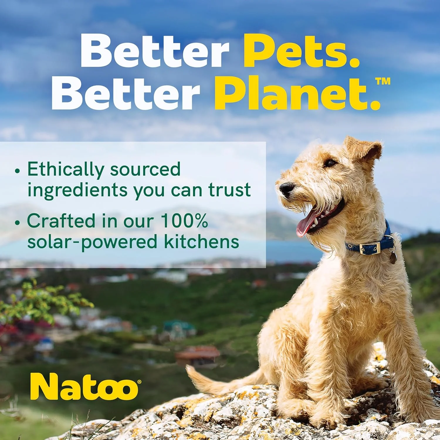 NATOO Healthy Treats for Large Dogs, Crunchy Biscuits Coconut & Mango Flavor – Natural Dog Treats, Rich in Omega 6, Prebiotics & Fibers, Antioxidants for Immunity (8 oz) - Image 4