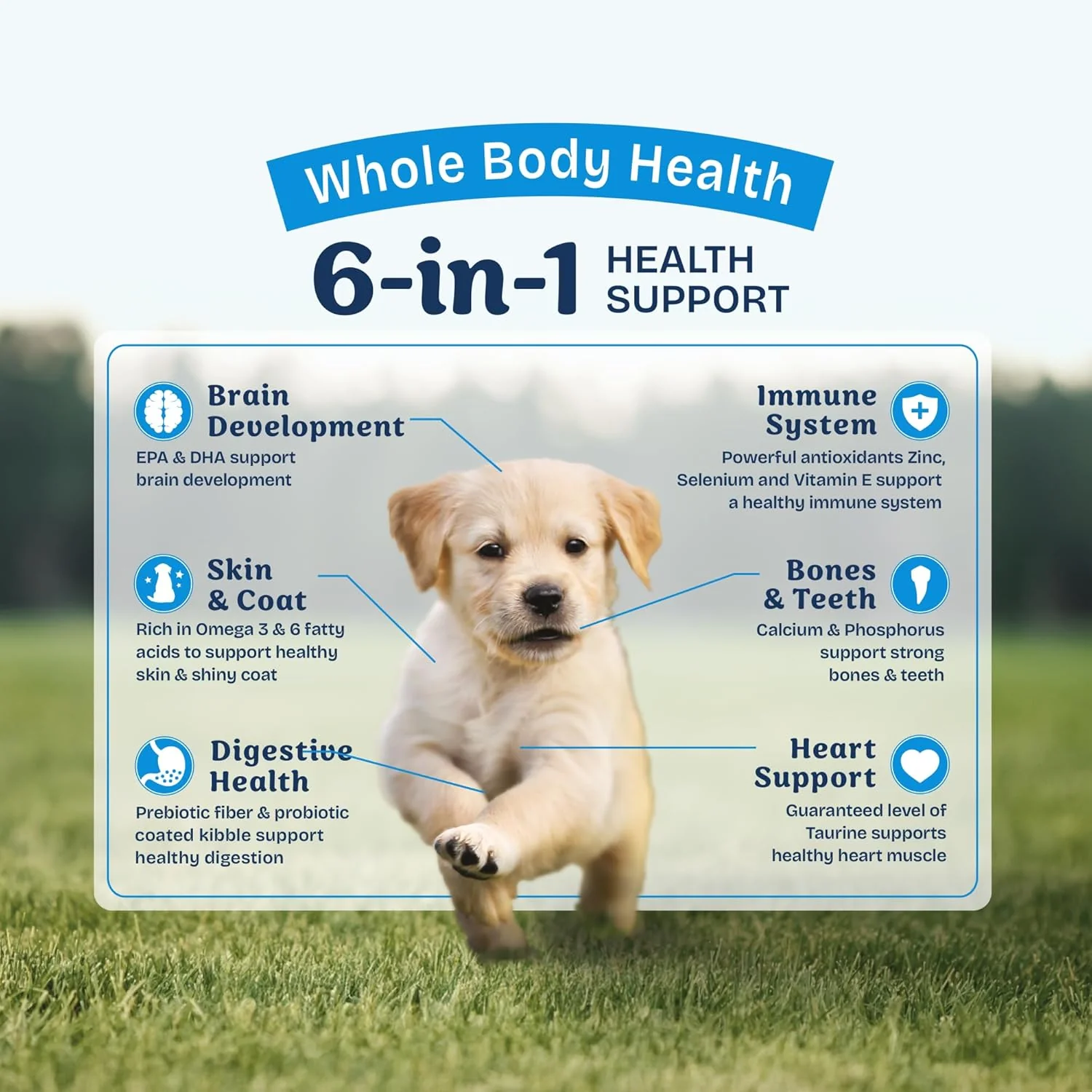 Natural Balance Health Protection Puppy Dry Dog Food – Whole Body Health, Easy on Digestion Dog Food Made with Chicken, Brown Rice & Pumpkin for Puppies - 12lbs. - Image 8