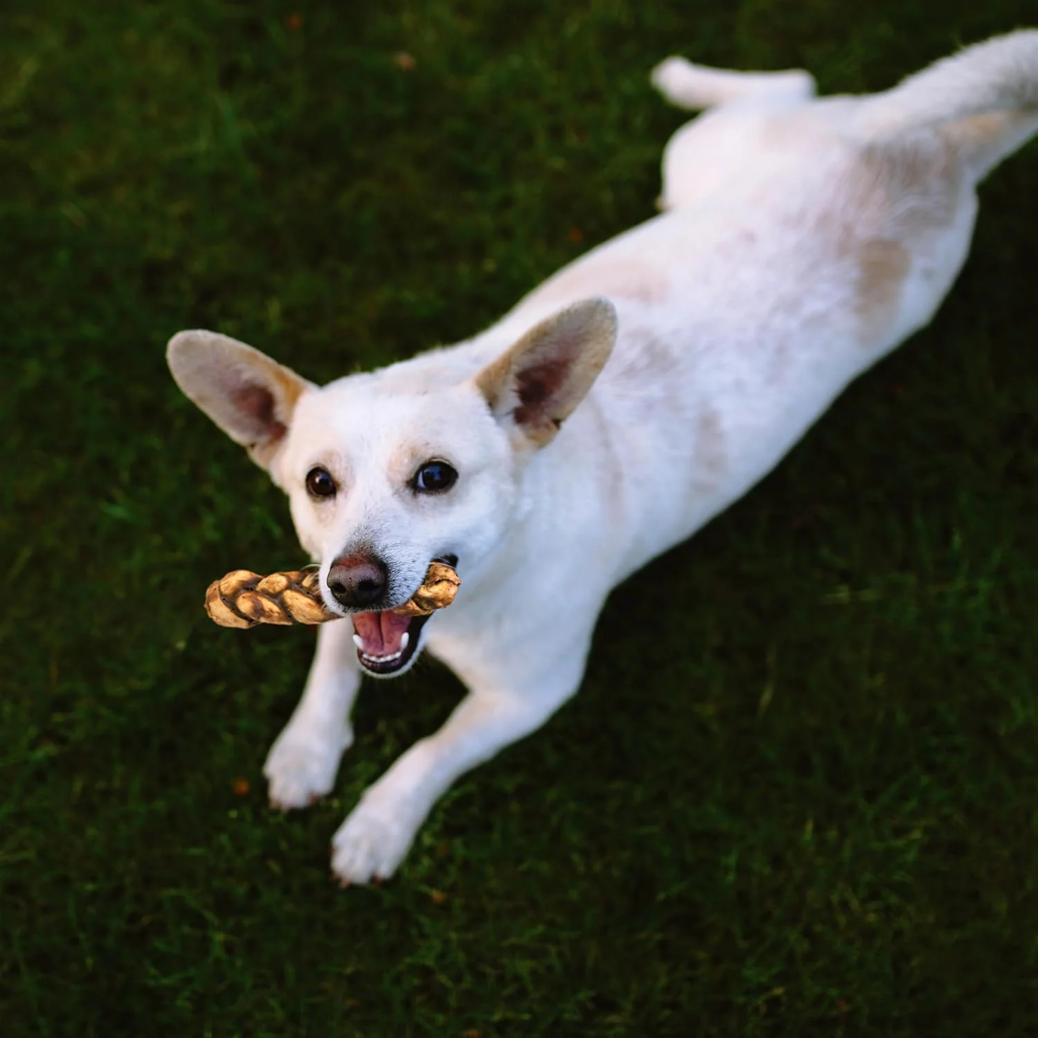 Nothin' to Hide Collagen-Based Dog Chews Large Braided Stix, Beef Flavor, Easily Digestible, Supports Skin, Coat, Joints & Muscles, for Moderate Chewers Under 50lbs - Image 4