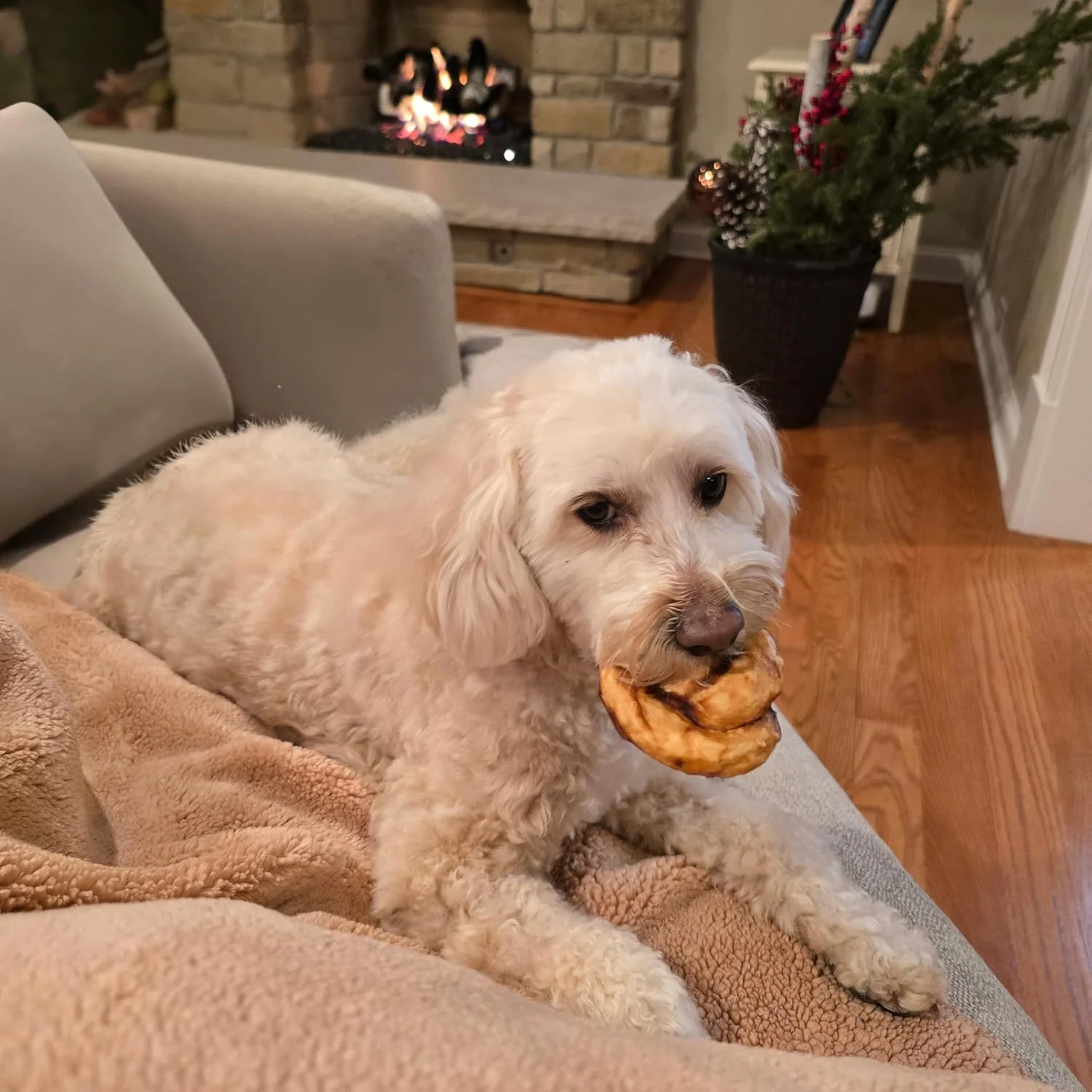 Nothin' to Hide Collagen-Based Dog Chews Medium Pretzel, Beef Flavor, Easily Digestible, Supports Skin, Coat, Joints & Muscles, for Moderate Chewers Under 15lbs - Image 9