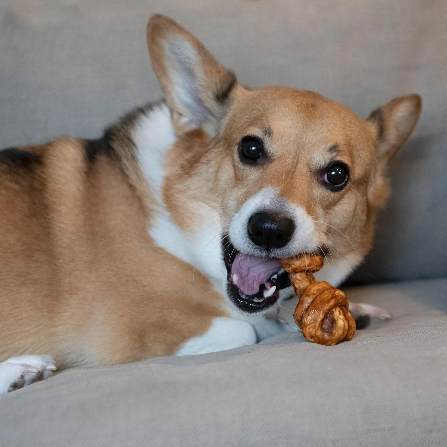 Nothin' to Hide Collagen-Based Dog Chews Small Knotted Bones, Beef Flavor, Easily Digestible, Supports Skin, Coat, Joints & Muscles, for Moderate Chewers Under 15lbs - Image 5