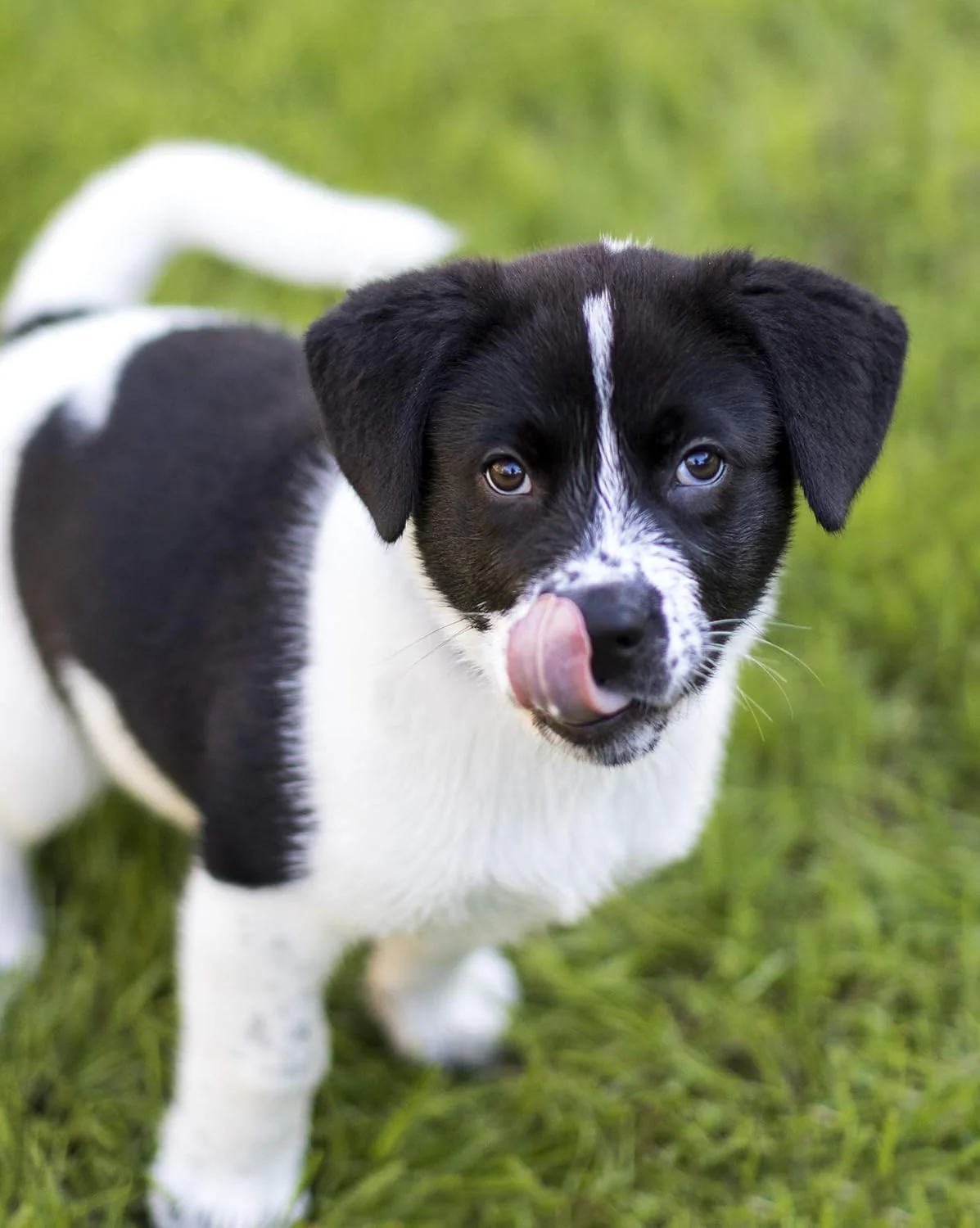Nulo Frontrunner Dog Food for Puppies with Chicken - Image 5