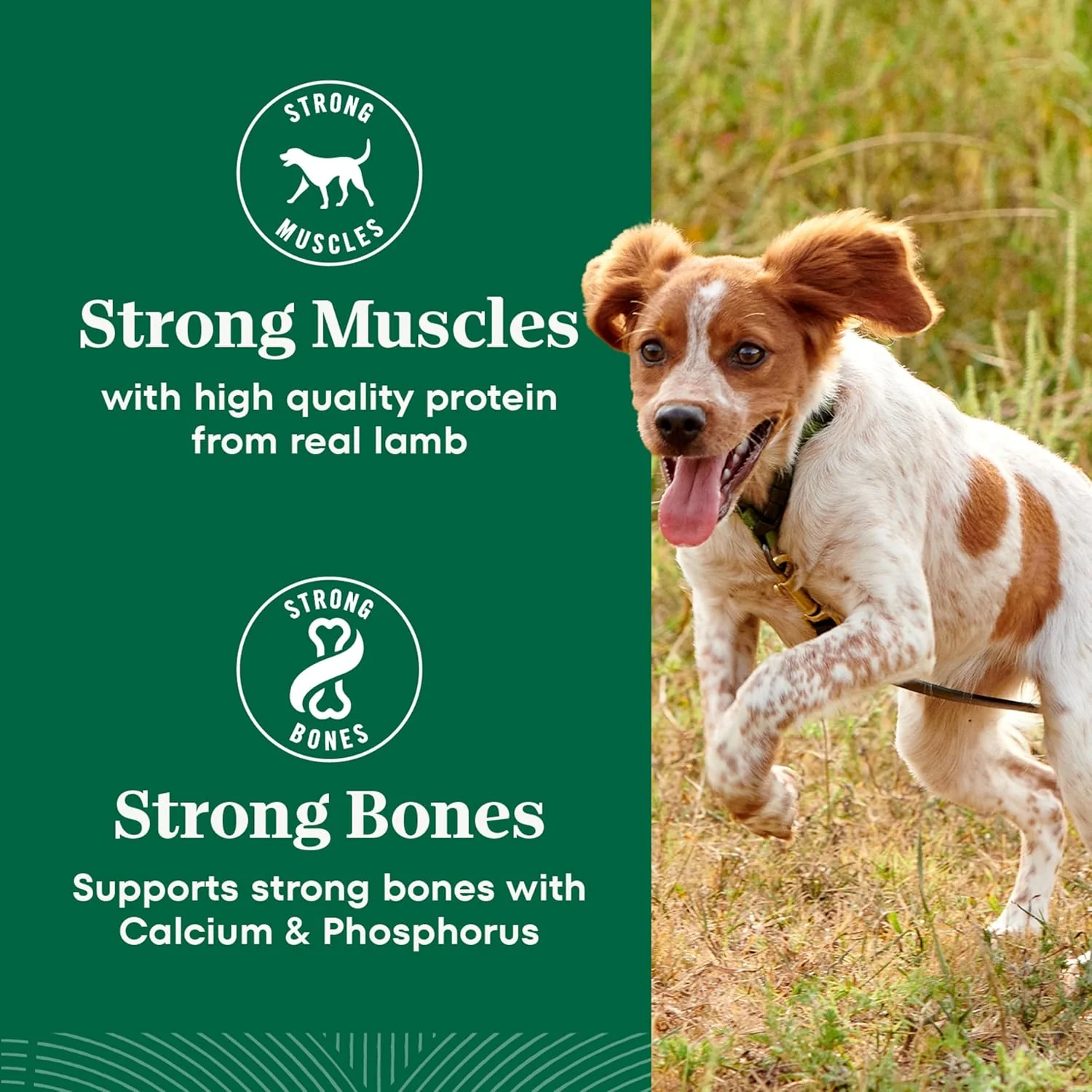 Nutro Natural Choice Small Bites Dry Dog Food, Adult Dog Food Dry Lamb and Brown Rice Recipe, 12 lbs - Image 8