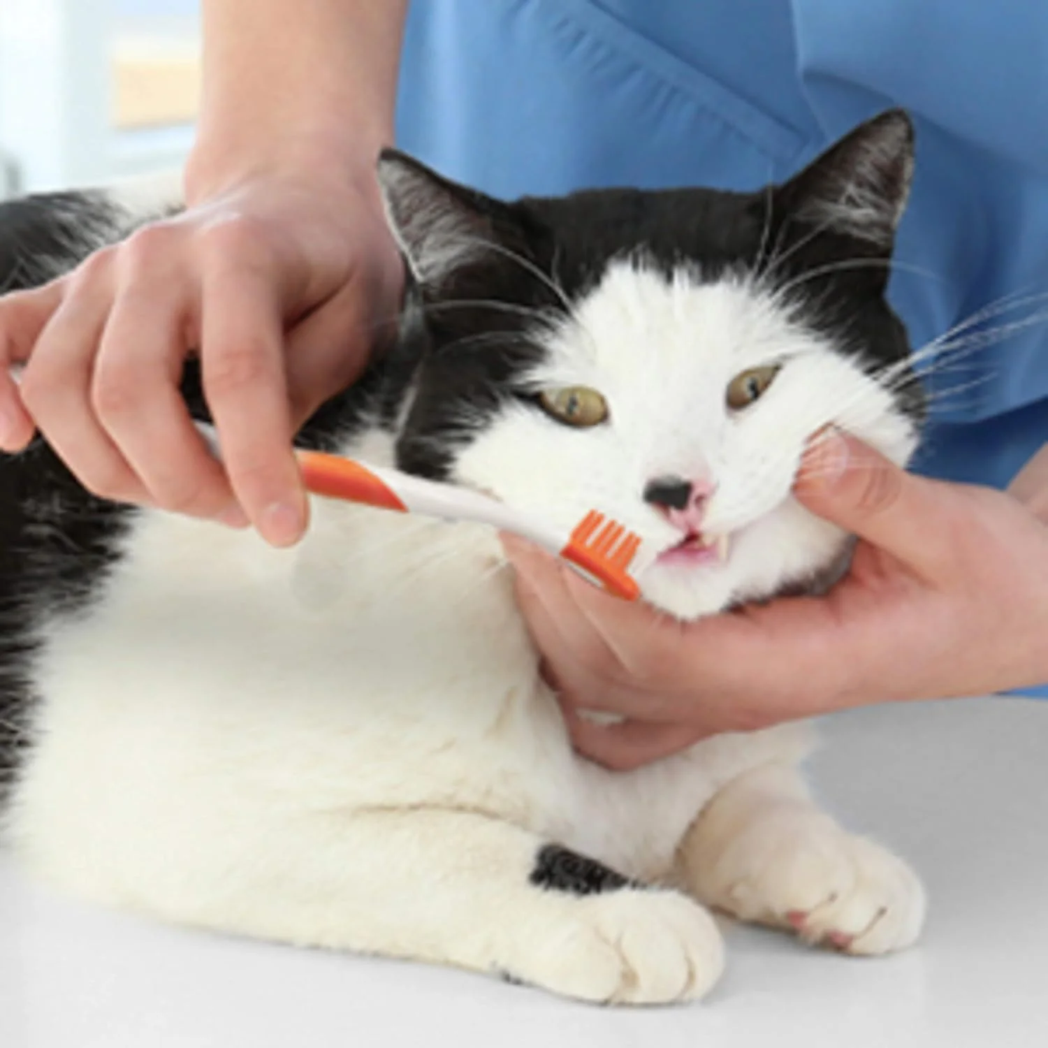 Nylabone Advanced Oral Care Cat Dental Kit Original - Image 10