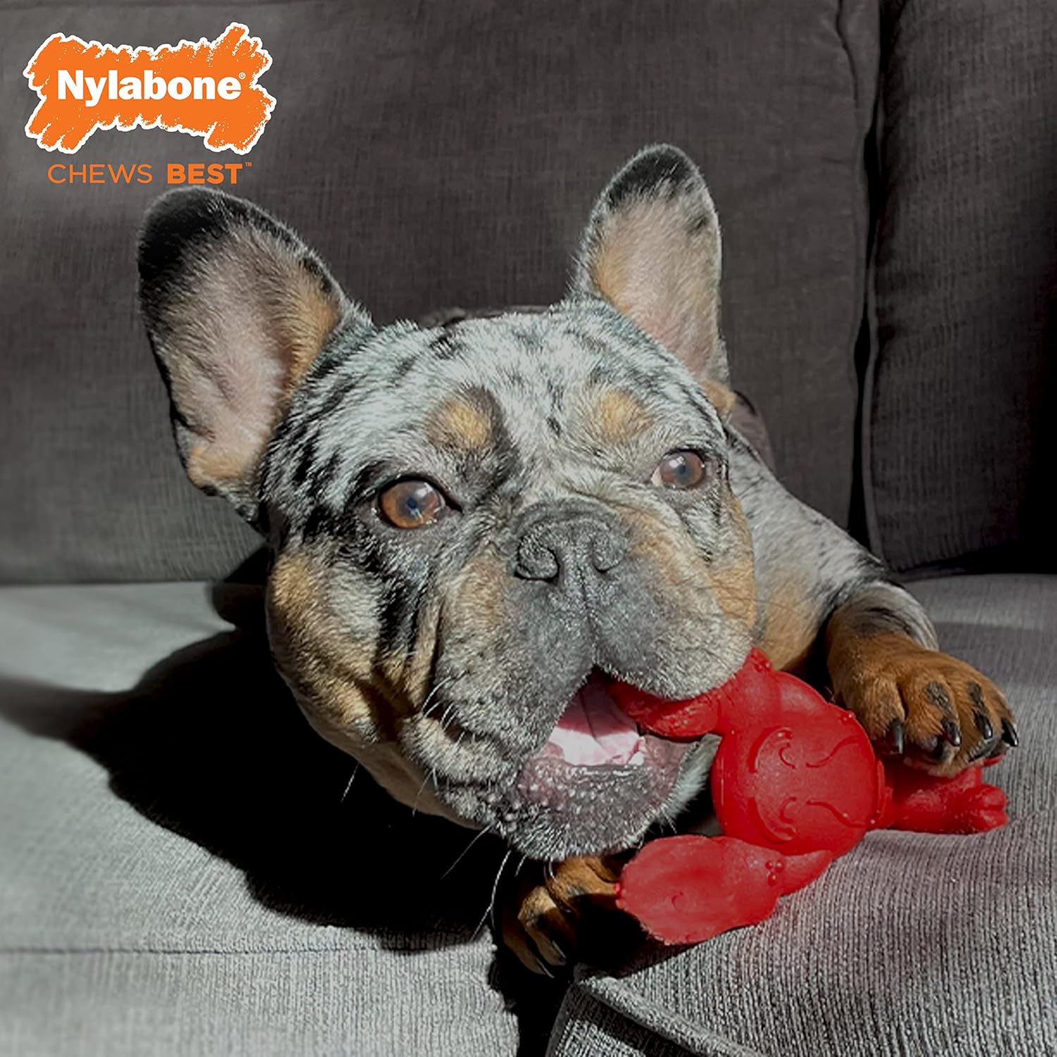Nylabone Lobster Power Chew Toy for Dogs, Dog Toys for Aggressive Chewers, Filet Mignon Flavor, Small - Up to 25 Ibs, 1 Count - Image 3