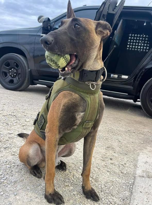 Operation Good Boy Military-Grade Camouflage Bazooka Ball - Natural Rubber Chew Toy for Patriotic Dogs - Massages Gums, and Provides Hours of Interactive Fun, Mental Stimulation, and Durable Chewing - Image 7