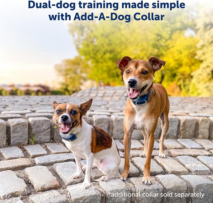 PetSafe 300 Yard Remote Training Collar – Choose from Tone, Vibration, or 15 Levels of Static Stimulation – Medium Range Option for Training Off Leash Dogs – Waterproof and Durable – Rechargeable - Image 4