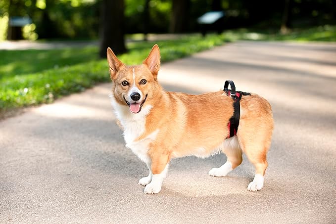 PetSafe CareLift Rear Support Harness - Lifting Aid with Handle - Great for Pet Mobility and Older Dogs - Comfortable, Breathable Material - Easy to Adjust - Small - Image 5