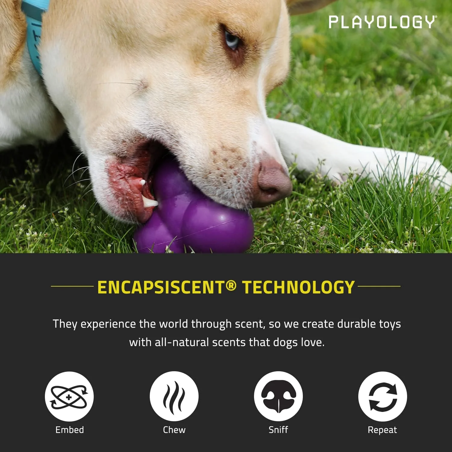 Playology Squeaky Bounce Ball Dog Toy, for Large Dogs (35lbs and Up) - for Heavy Chewers - Engaging All-Natural Chicken Scented Toy - Non-Toxic Materials - Image 3