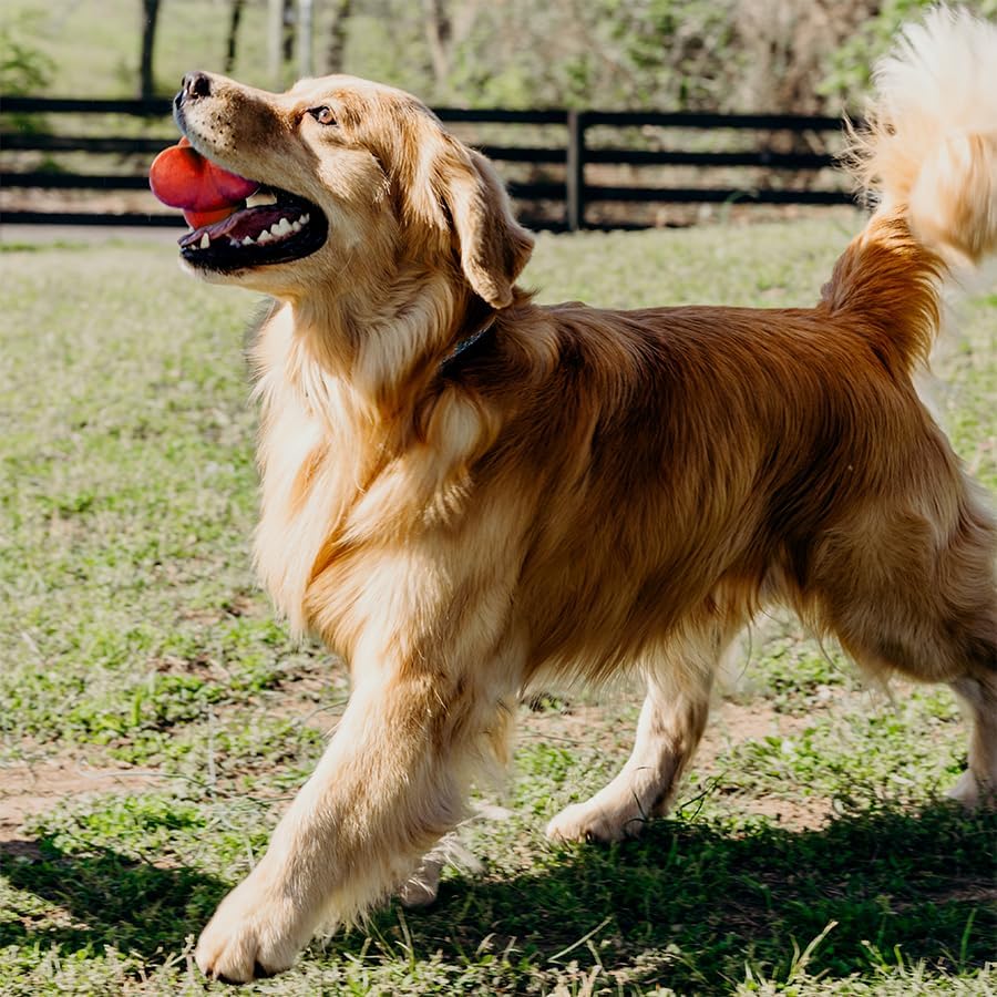 Playology Squeaky Bounce Ball for Large to X-Large Dogs 50lbs & up | Engaging All-Natural Beef Scented Dog Chew Toy for Tough Chewers | Easy to Clean, Interactive & Non-Toxic Materials - Image 3
