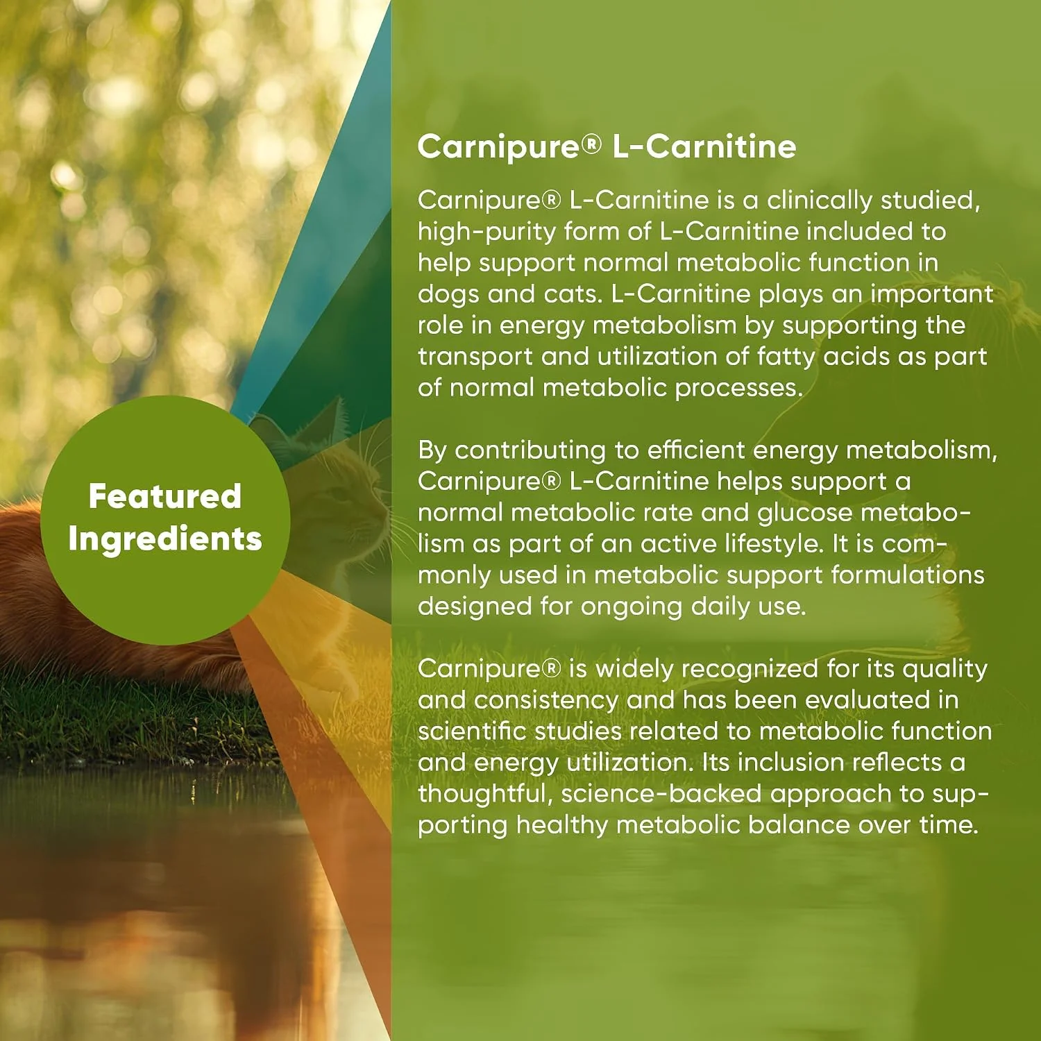 Rooted Owl® Metabolism Support - L-Carnitine Supplement for Dogs and Cats - Image 5