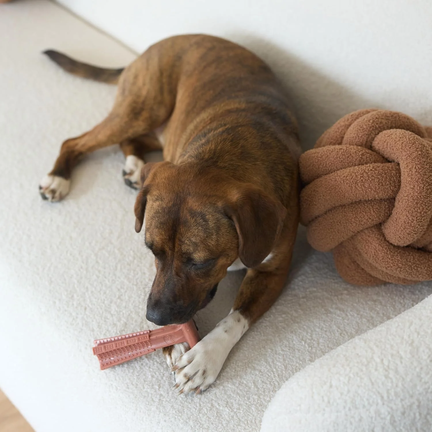 SPOT Bam-Bones Plus T Bone - Bamboo Fiber & Nylon, Durable Long Lasting Dog Chew for Aggressive Chewers – Great Toy for Adult Dogs & Teething Puppies Under 30lbs, Non-Splintering, Beef Flavor - Image 11