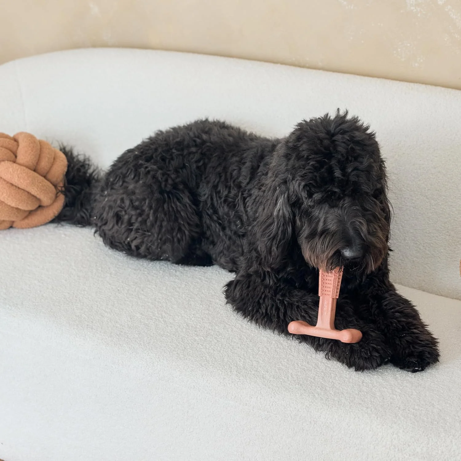 SPOT Bam-Bones Plus T Bone - Bamboo Fiber & Nylon, Durable Long Lasting Dog Chew for Aggressive Chewers – Great Toy for Adult Dogs & Teething Puppies Under 90lbs, Non-Splintering, 7in, Beef Flavor - Image 9