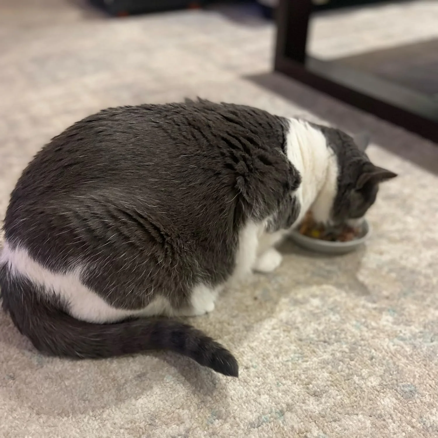 SPOT Best Friends Oval Cat Food Dish - Ceramic Plate with Low Edges, Saucer with Whisker-Friendly Shape and Low Profile Sides, Ideal for Wet or Dry Cat Food, Dishwasher Safe, 6in, Light Grey - Image 5