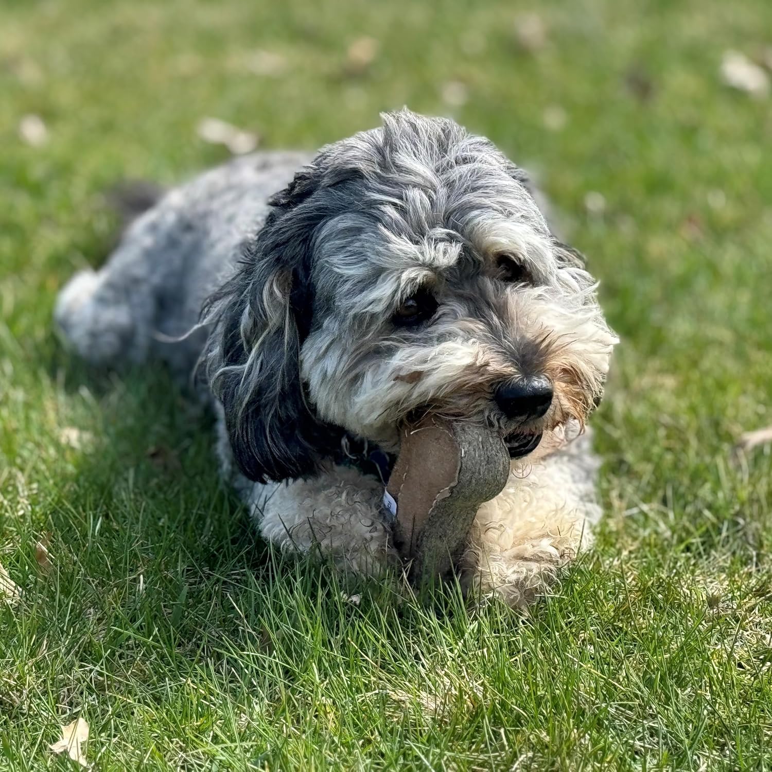 SPOT Dura-Fused Chunkies- All Natural Leather and Felt Dog Toy- Durable, Long Lasting, Extra Thick Dog Chew Toy for Aggressive Chewers, Great for Adult Dogs and Teething Puppies - Image 5