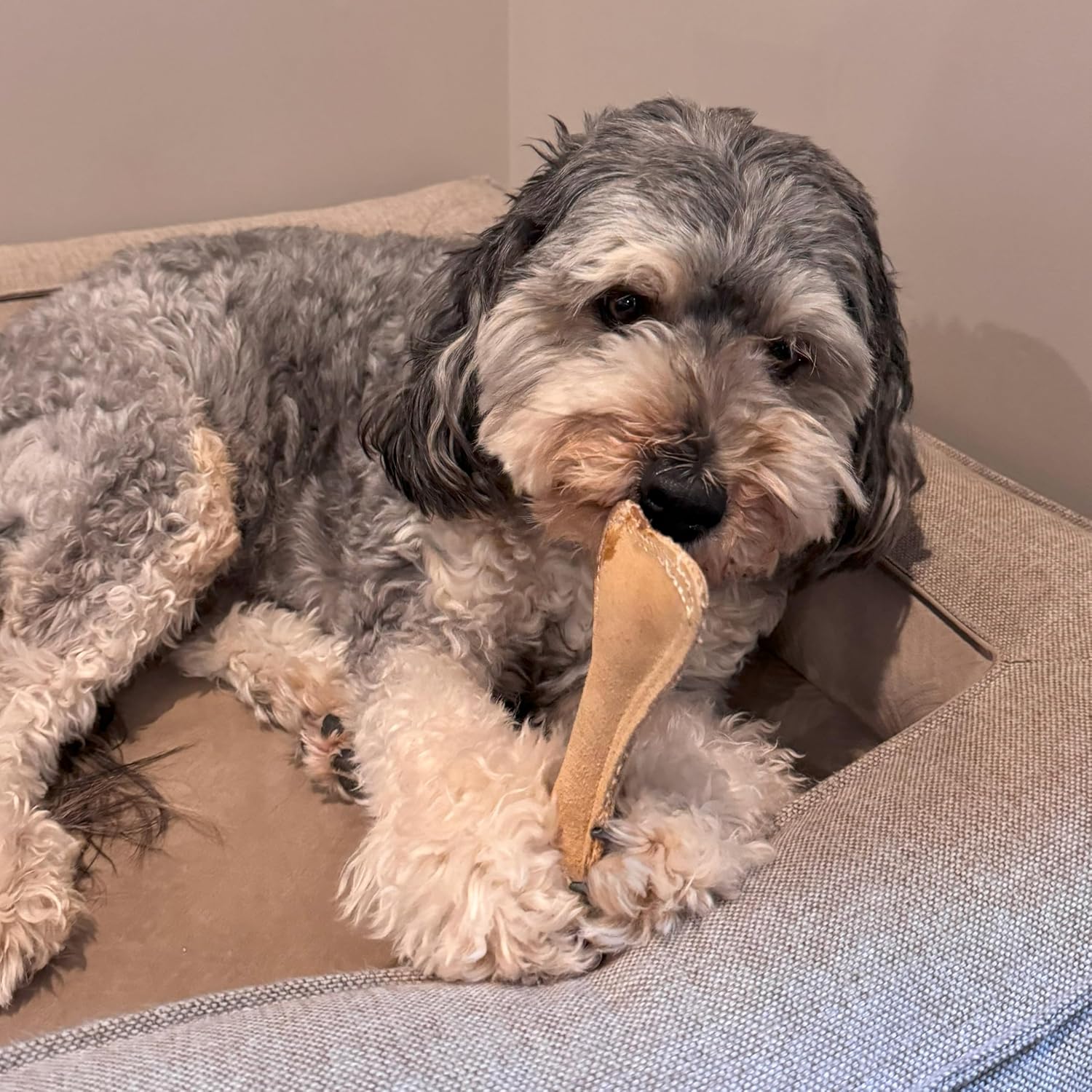 SPOT Dura-Fused Leather Bone - Dog Toy with Squeaker, Made With Real Leather and Jute Fabric, Interactive Toy for Aggressive Chewers, Durable Squeaky Toy for Dogs and Puppies, Small - 7in - Image 10