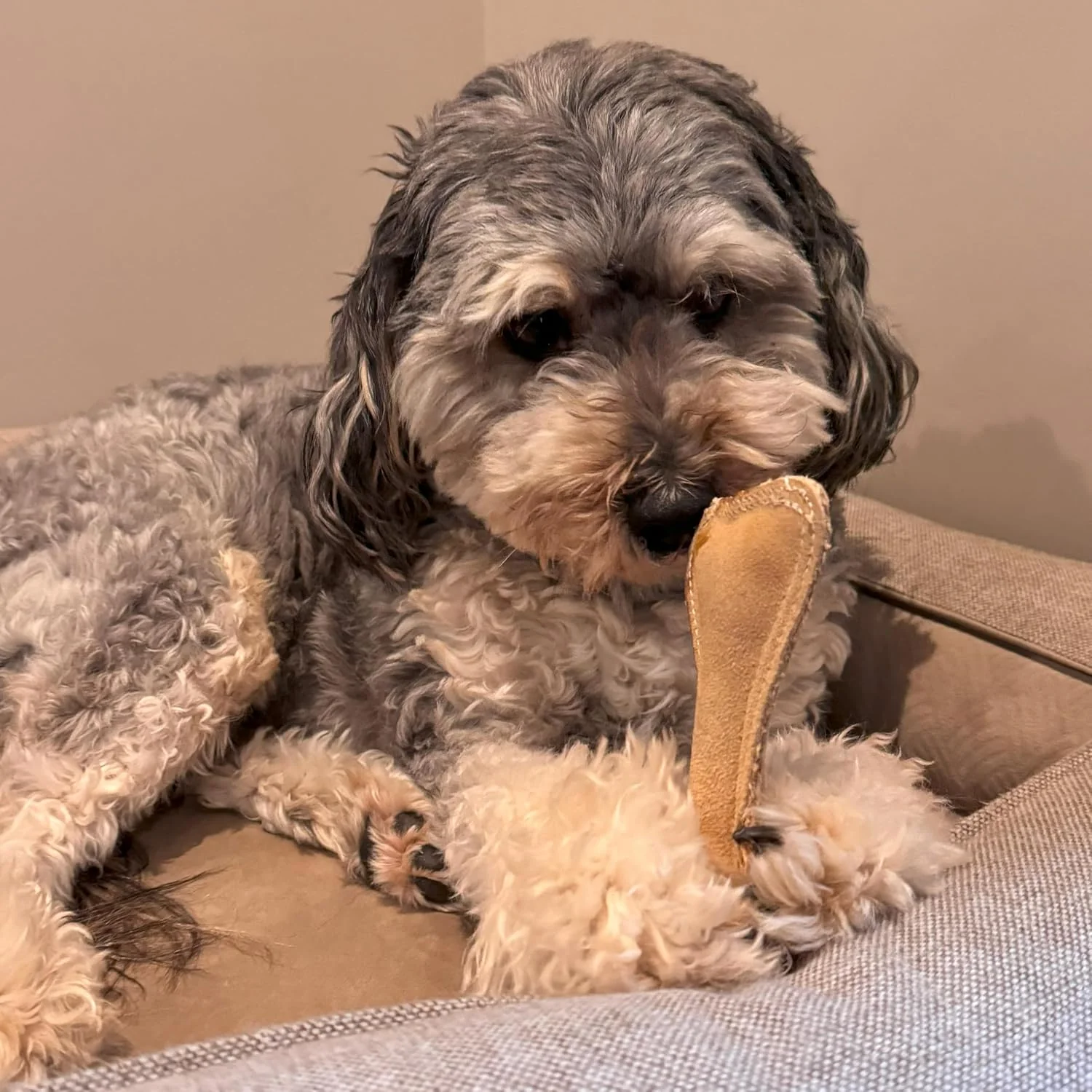 SPOT Dura-Fused Leather Bone - Dog Toy with Squeaker, Made With Real Leather and Jute Fabric, Interactive Toy for Aggressive Chewers, Durable Squeaky Toy for Dogs and Puppies, Small - 7in - Image 11