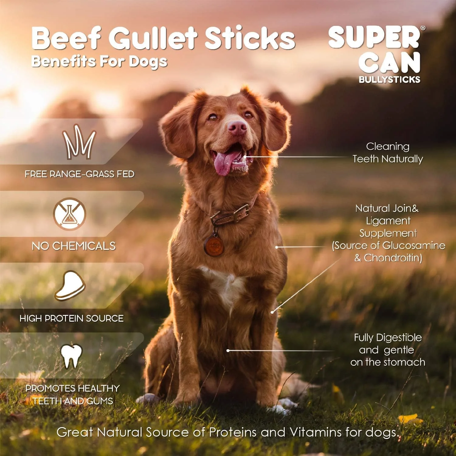 SUPERCAN BULLYSTICKS 6" Beef Bully Sticks for Small Medium Large Dogs (1pc) 100% Natural Dog Chews - Long Lasting Treats for Aggressive Chewers - Healthy Teeth - Image 3
