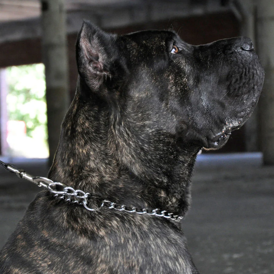 Titan - Coastal Pet Products Titan Fine Chain Dog Training Choke/Collar, Chrome - Image 2