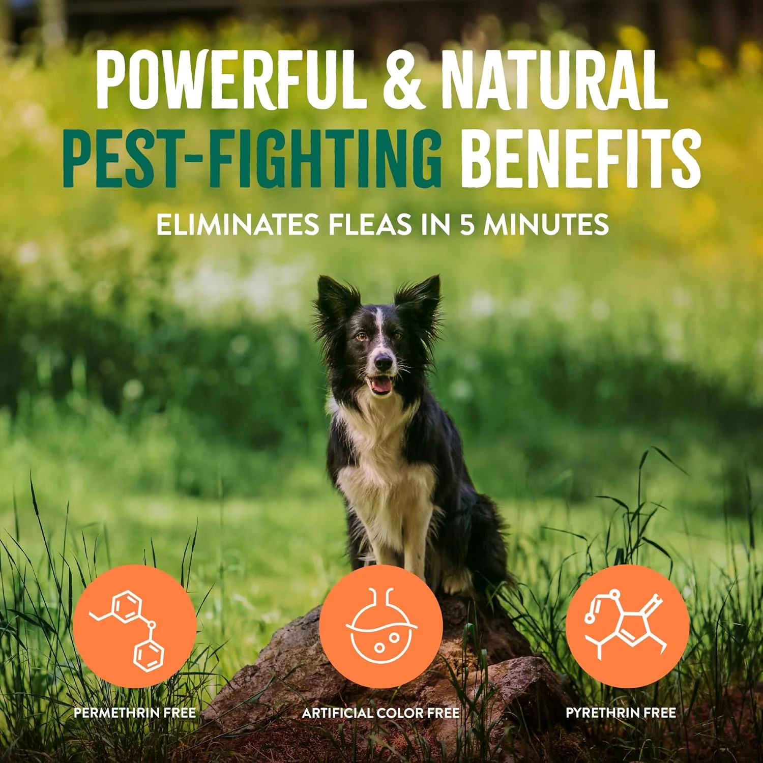 TropiClean Natural Maximum Strength Flea and Tick Spray for Dogs 16-oz - Image 6