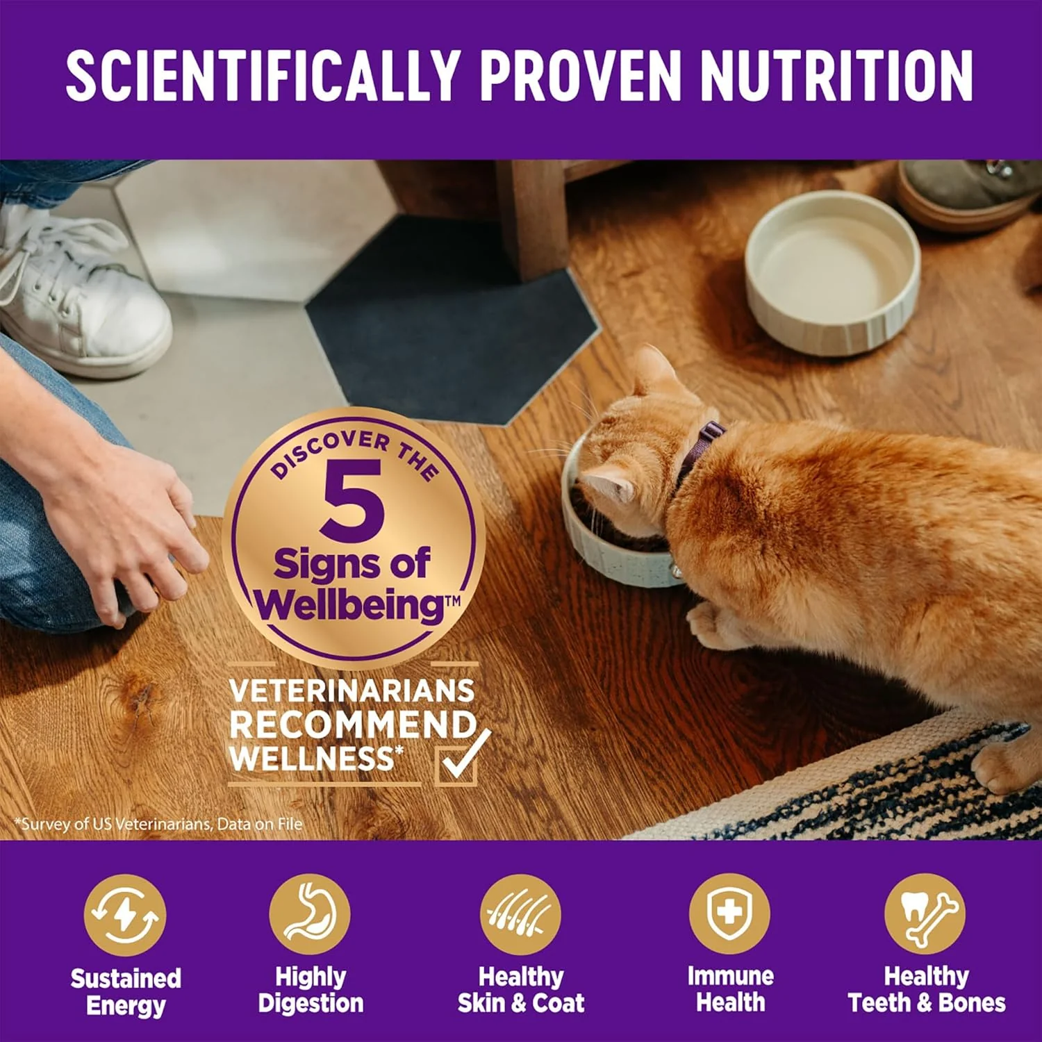 Wellness Complete Health Adult Dry Cat Food for Indoor Cats, Grain Free, Natural, Salmon and Herring Meal - Image 4